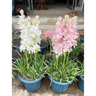 Double-Petaled Tuberose Pink and White Bulb Potted Multi-Bud Moonlight Tuberose Fragrant Flower Courtyard Balcony