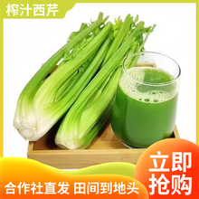 新鲜西芹大棵半叶西洋芹菜香芹营养丰富清脆蔬菜适合榨汁