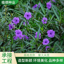 翠芦莉 苗庭院地被公园四季常青绿化景观植物 翠芦莉苗