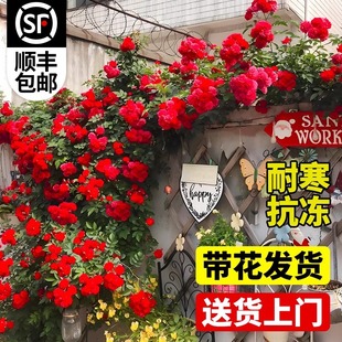 �tľ������ֲ�����༾�_������ľ�㻨�����̨�Nޱ����ͥԺ����
