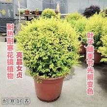 ����Ů������Ů��������֮��ͥԺ�̻������ͺ������������쾰ֲ��
