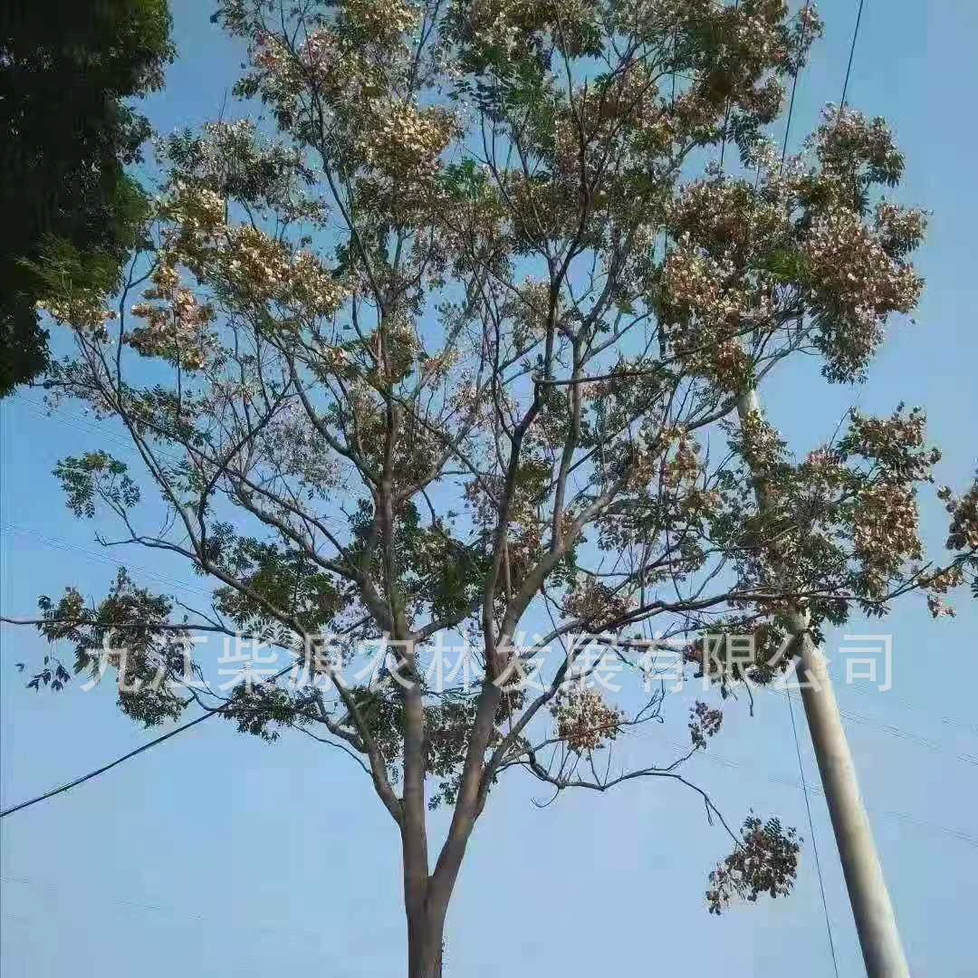 Желтая горная лиственница, фонарное дерево, лиственница, цветок лиственницы, ульва, саженцы желтой горной лиственницы, южная лиственница, докторское дерево.