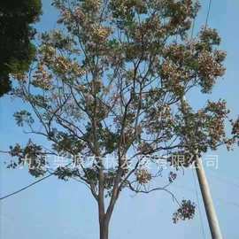 黄山栾树 灯笼树 木栾 栾华 乌拉 黄山栾树小苗、南栾、大夫树