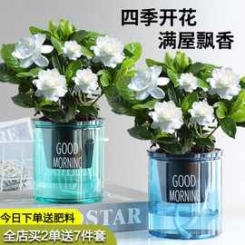 栀子花盆栽花卉植物室内带花苞阳台水培绿植浓香型大树苗四季好养