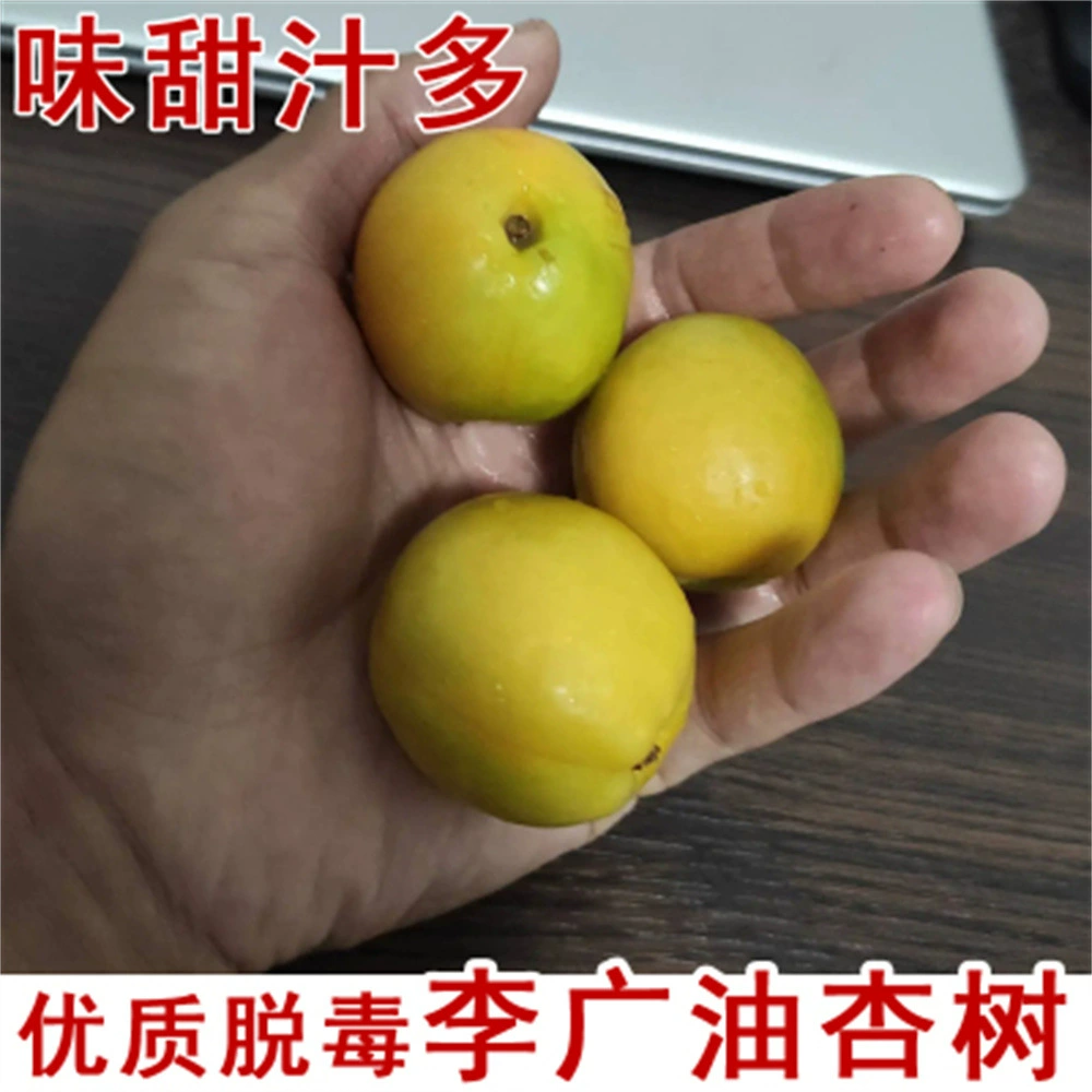 Синьцзян Маленький Белый абрикос Рассада Прививка Ароматный белый Сладкий абрикос Рассада Юг и Север Посадка Плодовое дерево Рассада Бассейн Посадка Результаты года