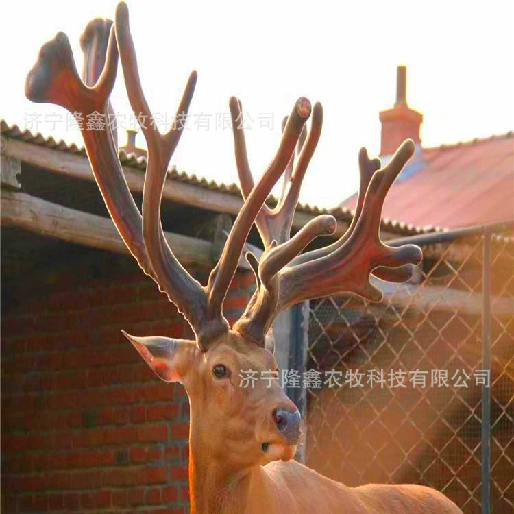 Где купить пятнистый олень Пятнистый олень Ферма для продажи