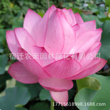 �ɻ��N��ˮ����ɏ�N��ˮ��ֲ���ļ��N�׻�ź�҃����ԾGֲ����