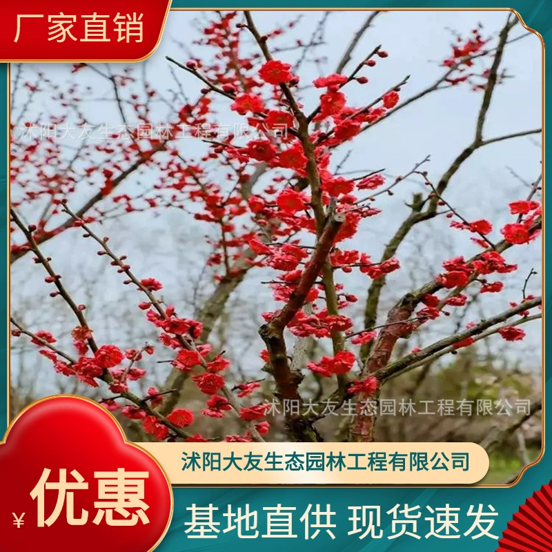 База Оптовая Продажа Саженцы Кермильона Слива Саженец Живописный район Ландшафтный дизайн Дорожный садовый проект Озеленение саженцев
