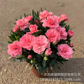 康乃馨盆栽花苗室内阳台庭院桌面花卉绿植好养四季开花带花苞发货