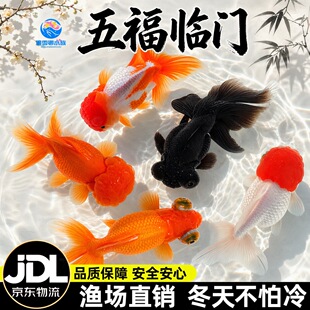 �^�p�~���\���^�Q피t���~���w�~����ˮС�~��ˮ���B���{���~���~