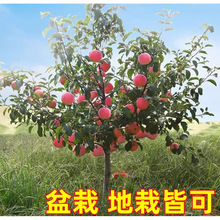 特大日本红富士脆甜苹果树苗嫁接苹果苗南方种植盆栽地栽当年结果