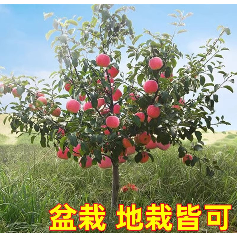 特大日本红富士脆甜苹果树苗嫁接苹果苗南方种植盆栽地栽当年结果
