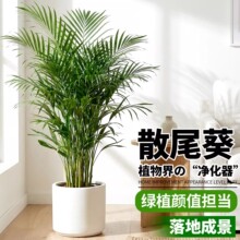 散尾葵室内绿植大盆栽富贵椰子客厅办公室大型凤尾竹植物净化空气