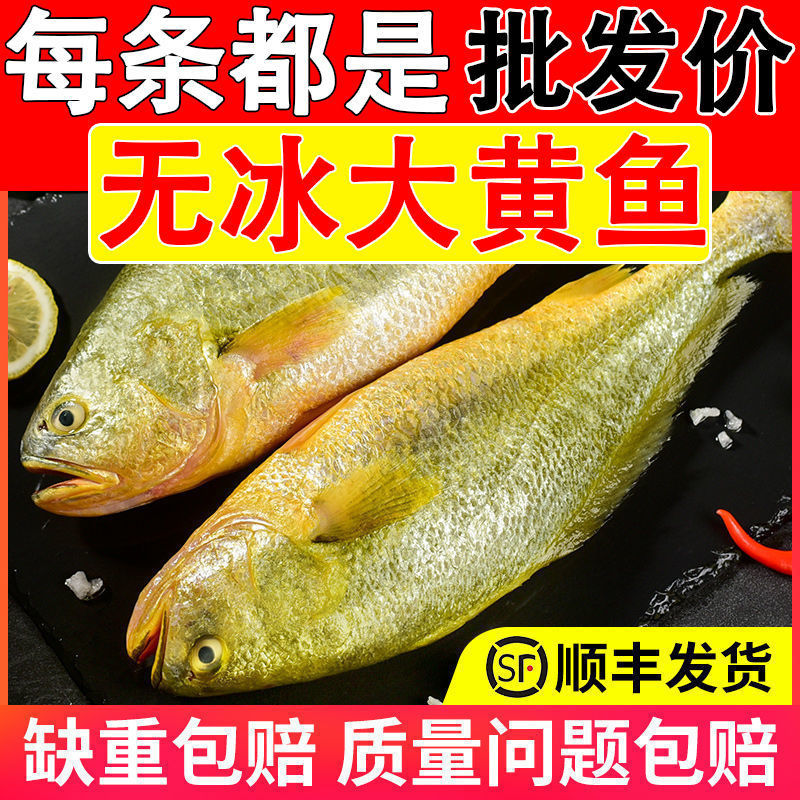 Large yellow croaker fresh Large yellow croaker fresh Freezing Large Yellow croaker fresh  wholesale One Full container Seafood Fish