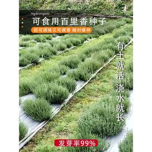 European Thyme Seeds Edible Western Steak Herb Seasoning Mountain Pepper Thyme Seeds Balcony Potted Plants