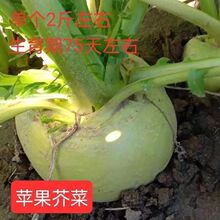 �O����˷N��������N�Ѵ��^�˷N���＾�����ļ����߲˷N����