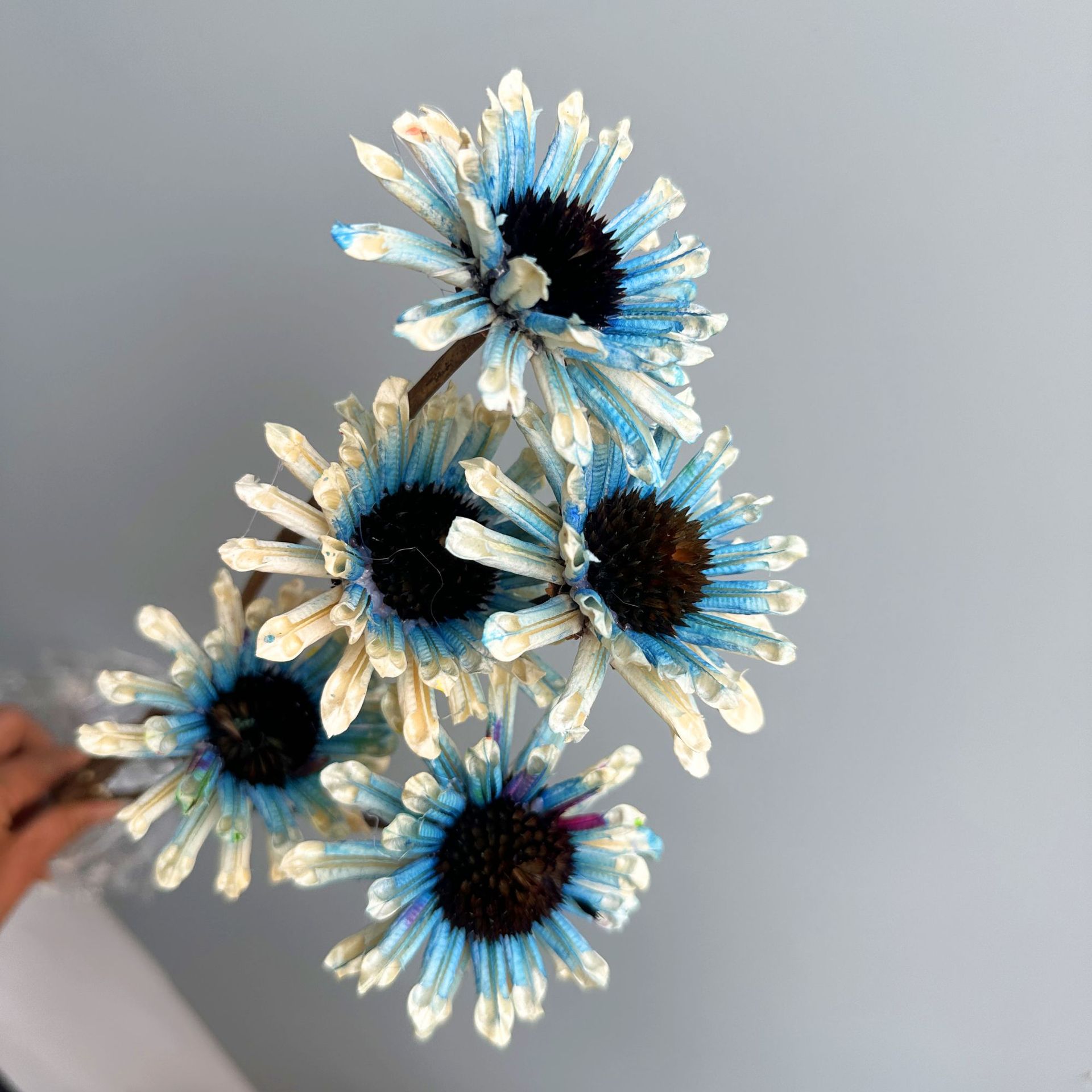 흰색과 파란색 가지 5개 묶음