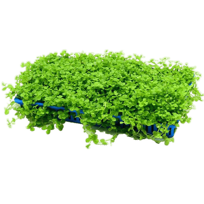 hierba de perla mini acuario paisajístico hierba de agua viva perezosa rápida negativa planta de purificación de agua dulce oxigenada