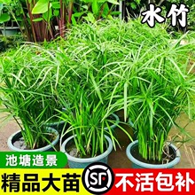 水竹水培植物风车草室内盆栽鱼缸龟缸绿植鱼池塘造景净化水质水草