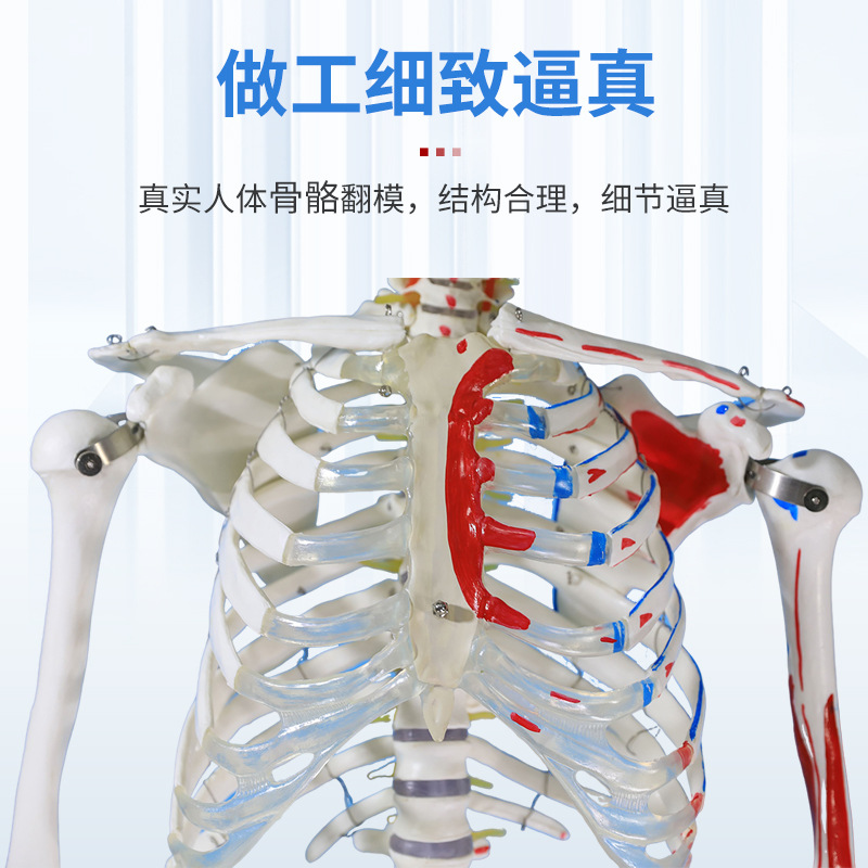 170CMҽѧȫ���������ģ�ͼ�����ɫ�����٤�ؽڿɲ�ж�ṹ�Ǽ�