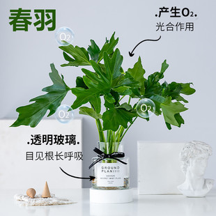 Spring Rain Hydroponic Plant Potted Wholesale Desktop Office Green Plants Florals Easy to Grow Monstera Deliciosa Easy to Grow in All Seasons