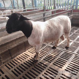 ��������m�ϸ��C�Bֳ�ĶŲ��d���_��������^�Ų��d��N����