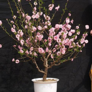 �ذ�����һ����Ա����Ϙ��辰�҃�����Կ͏d�^�p�һ��ͺ�