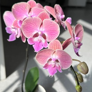 �����m�����҃ȷNֲ�^�p�����ļ����B�۳ȳ��������籭��̿������