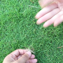 工厂批发草籽狗牙根种子铁线草巴根草种子 护坡草籽山坡种植