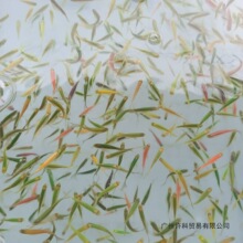 种鱼蝶翼七彩斑马鱼冷水鱼活鱼3.5至4公分10条随机发货有绿色跨境