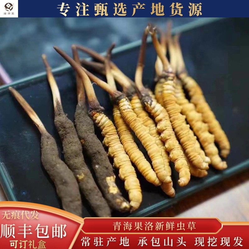 2025年青海玉树产地直发无断草头茬黄眼睛高海拔干刷果洛新鲜虫草