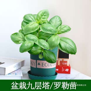 ��ʳ�þŌ�������~���_�շN���ļ��𲻓Q�N�����~�������������