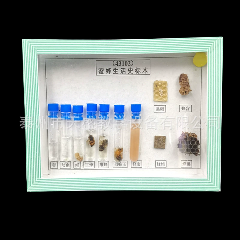 Образец истории жизни пчелы 43102 Биологический образец средней школы Образец насекомых Начальная школа Научный инструмент обучения