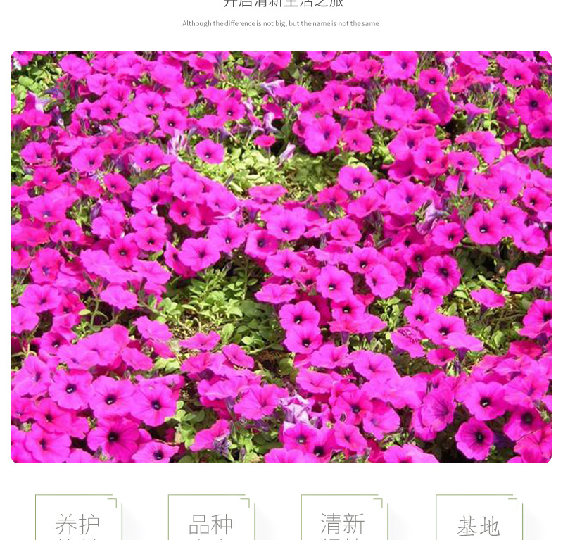 矮牵牛-开版-2_04