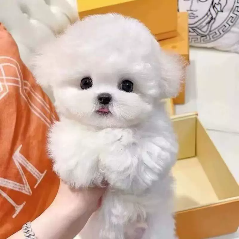 纯种泰迪幼犬活体茶杯犬犬贵宾犬幼崽家养宠物狗小型犬犬大头