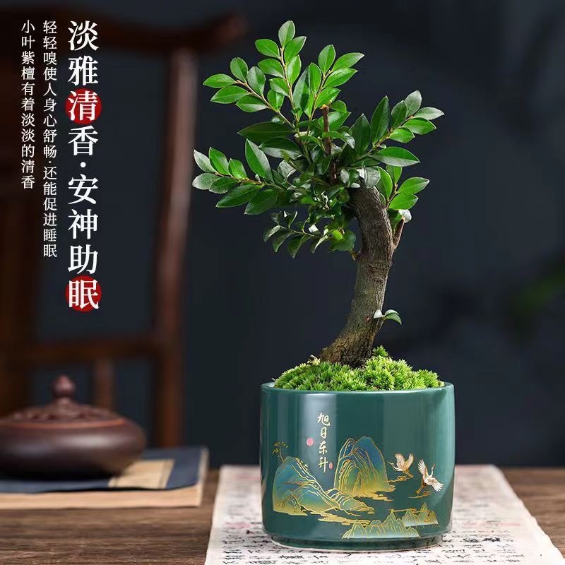 小叶紫檀盆景树桩植物老桩盆栽黑骨茶客厅桌面室内绿植父亲节礼物