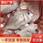 鲜活红立鱼渔船批发 速冻红棕鱼红雕鱼海鲜水产酒店餐饮供应