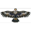 1.6meter, black eagle