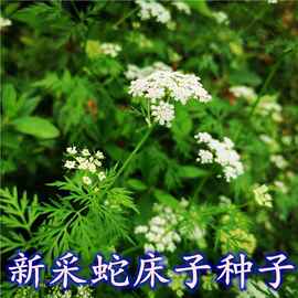 批发药材蛇床子种子野胡萝卜子野茴香蛇床实蛇珠蛇米野芫荽野萝卜