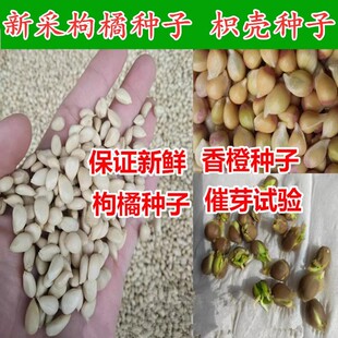 �t�۷N�ٽ��ӷN�ӽ��ؕ�����ә���Ѫ����ȷN�������̨�҃ȷNֲ