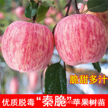 新品种嫁接早熟日本宫美红富士苹果树树苗脆甜当年结果南北方种植