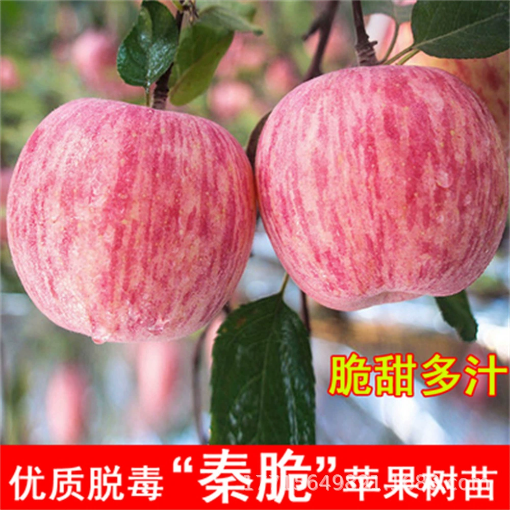 Новые сорта привитые рано созревающие Япония Miyagi Red Fuji яблони саженцы Хрустящие сладкий год фрукты посажены на севере и юге