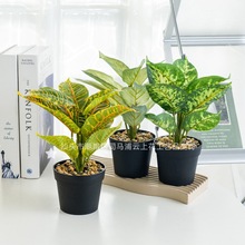 �羳�Gֲ�f���������~�������҃���Ҿ��b�ֲ���辰ins�L