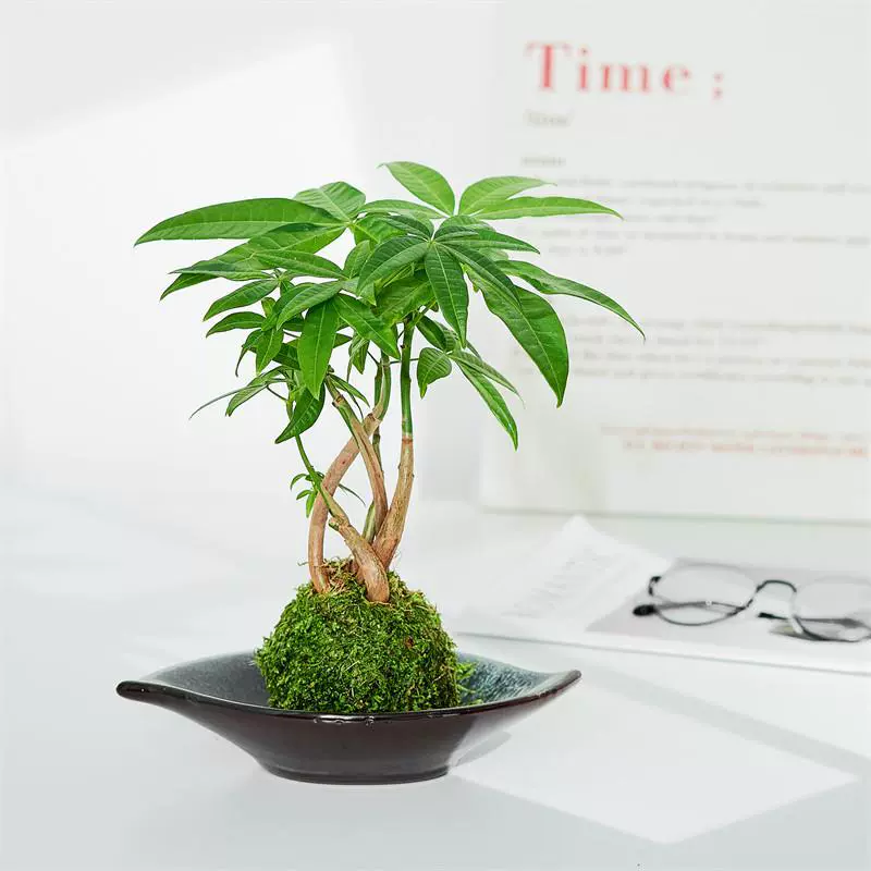 Моховой шар, зеленое растение, скандинавский стиль, гидропонная денежная елка, очистка воздуха в гостиной, комнатное растение в горшке, стол, простой в обслуживании