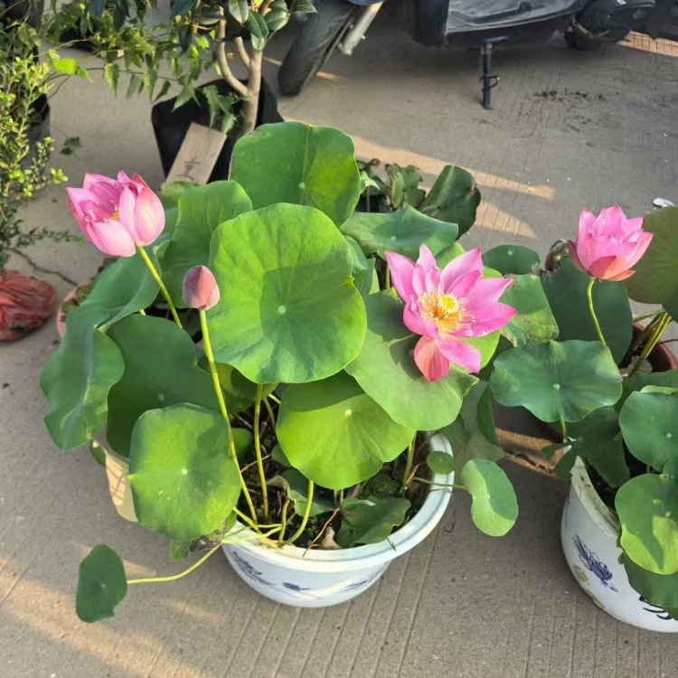 Высококачественные крупные саженцы хризантем, саженцы хризантем для сентября, горшечные саженцы хризантем, крупные саженцы хризантем.