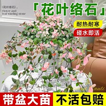 ���~�jʯ�ļ���ʻ��ܾGֲ�����Բʽj�~���@�̨������ͥԺ���B��