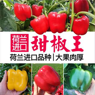 荷兰进口六色甜椒种子辣椒苗秧圆椒红黄绿方椒菜椒太空椒春秋盆栽-阿里巴巴