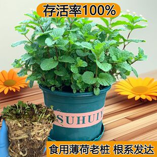 ��ʳ�ñ��������Ϙ�����ֲ�����̨�Gֲ�����~ͥԺ��ò��ϸ�