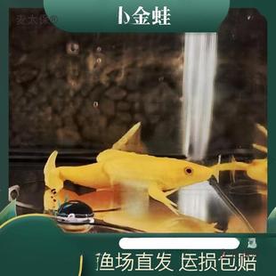 Live Small Golden Frog Live Arowana Feed Frog Golden Toad Metabo