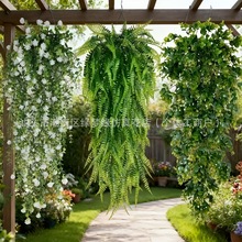 亚马逊仿真壁挂波斯草藤条白绿色尤加利人造悬挂蕨类植物藤蔓悬挂